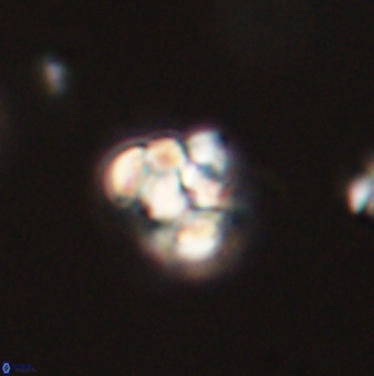 Perideraiolithus ponticus 59061
