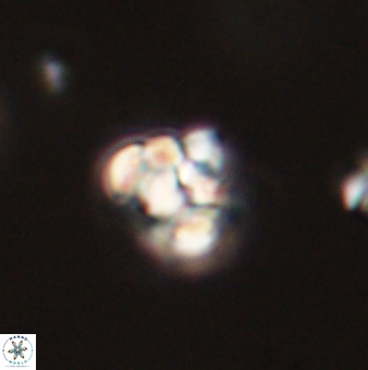 Perideraiolithus ponticus 59061