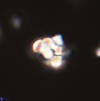 Perideraiolithus ponticus 59062
