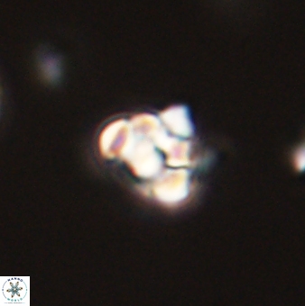 Perideraiolithus ponticus 59062