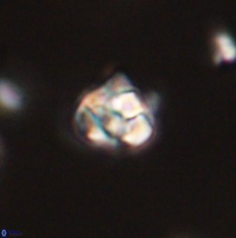 Perideraiolithus ponticus 59063