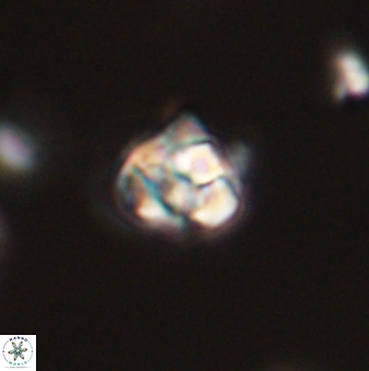 Perideraiolithus ponticus 59063