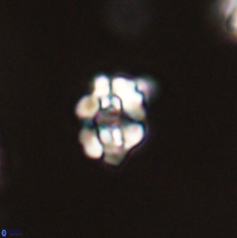 Perideraiolithus ponticus 59074