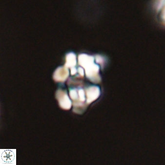 Perideraiolithus ponticus 59074