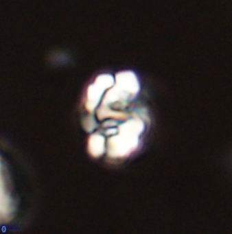 Perideraiolithus ponticus 59075