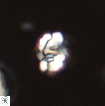 Perideraiolithus ponticus 59075