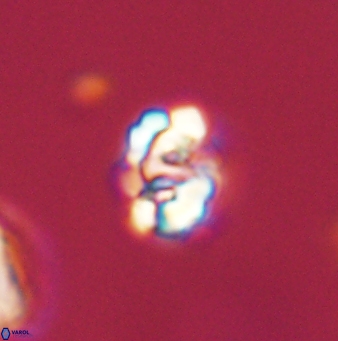 Perideraiolithus ponticus 59076