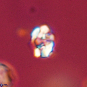 Perideraiolithus ponticus 59077