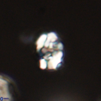 Perideraiolithus ponticus 59078