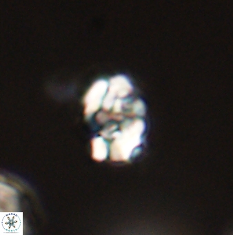 Perideraiolithus ponticus 59078