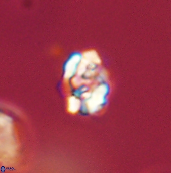 Perideraiolithus ponticus 59079