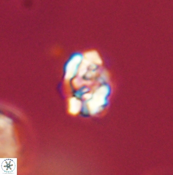 Perideraiolithus ponticus 59079