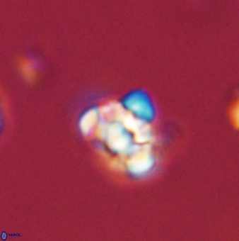 Perideraiolithus ponticus 59070