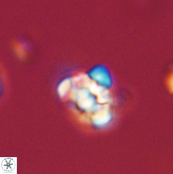 Perideraiolithus ponticus 59070