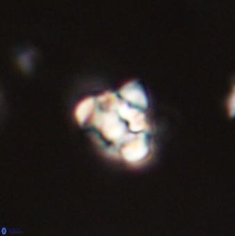 Perideraiolithus ponticus 59071