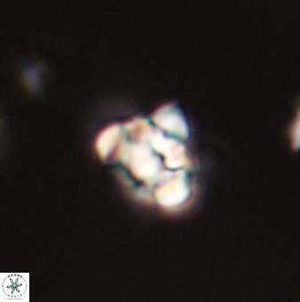 Perideraiolithus ponticus 59071
