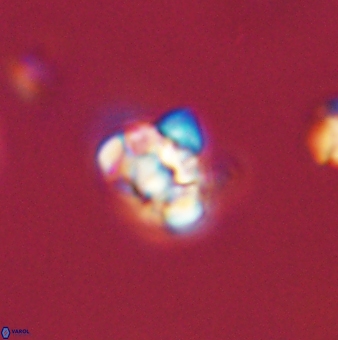 Perideraiolithus ponticus 59072
