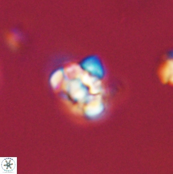 Perideraiolithus ponticus 59072