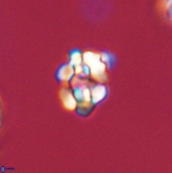 Perideraiolithus ponticus 59073