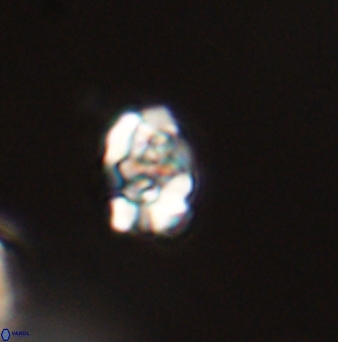 Perideraiolithus ponticus 59080