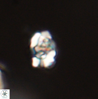 Perideraiolithus ponticus 59080