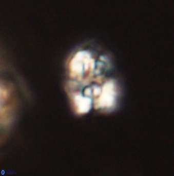 Perideraiolithus ponticus 59082