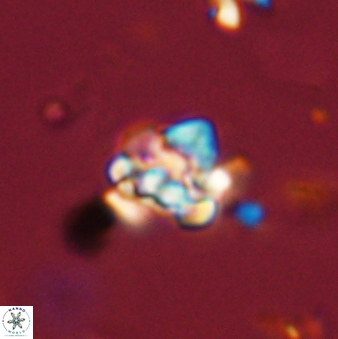 Perideraiolithus ponticus 59104