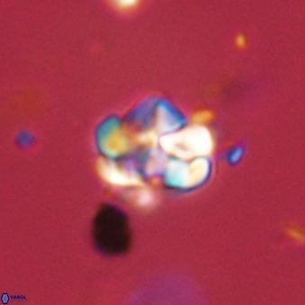 Perideraiolithus ponticus 59105
