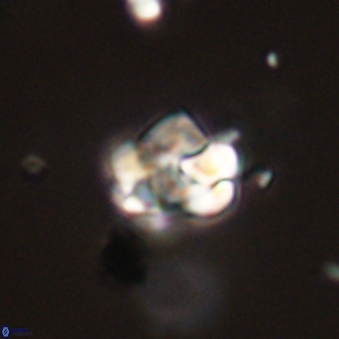 Perideraiolithus ponticus 59106
