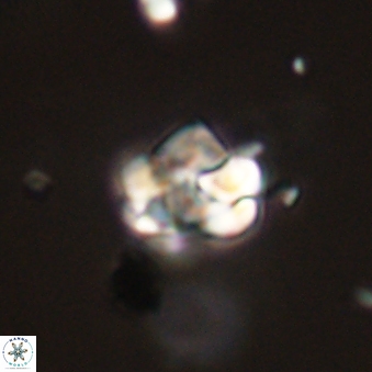 Perideraiolithus ponticus 59106