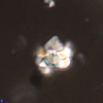 Perideraiolithus ponticus 59107