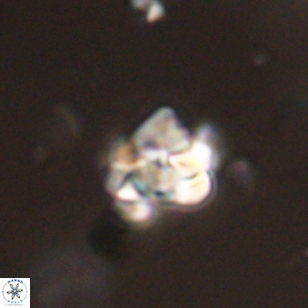 Perideraiolithus ponticus 59107