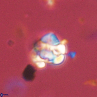 Perideraiolithus ponticus 59108