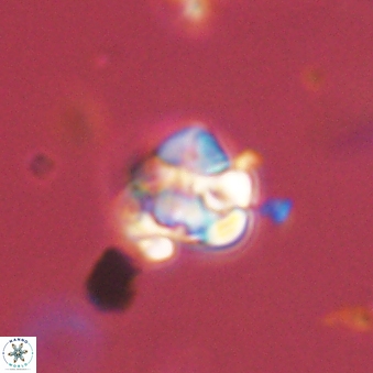 Perideraiolithus ponticus 59108