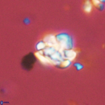 Perideraiolithus ponticus 59109