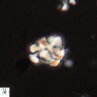 Perideraiolithus ponticus 59102