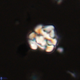 Perideraiolithus ponticus 59103