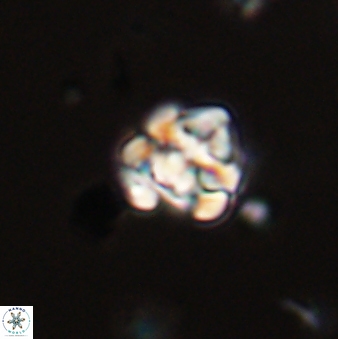Perideraiolithus ponticus 59103