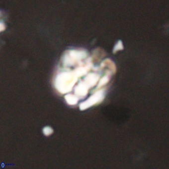 Perideraiolithus ponticus 59114