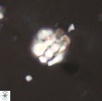 Perideraiolithus ponticus 59114
