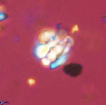 Perideraiolithus ponticus 59115