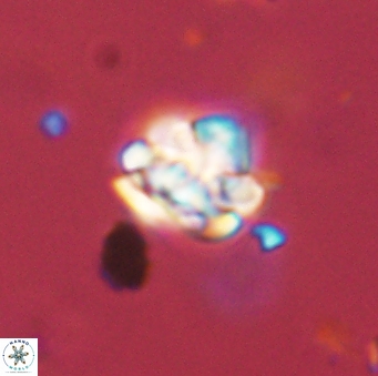 Perideraiolithus ponticus 59116
