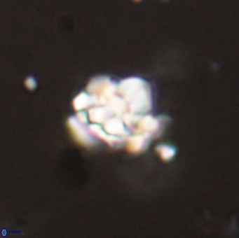 Perideraiolithus ponticus 59117