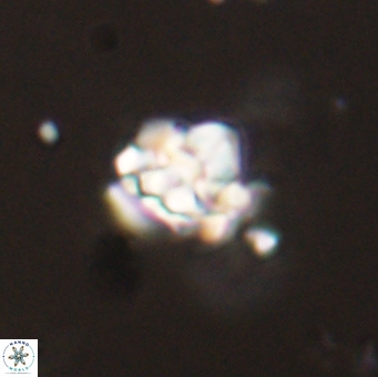Perideraiolithus ponticus 59117
