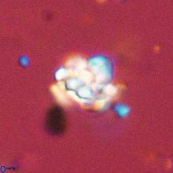 Perideraiolithus ponticus 59118