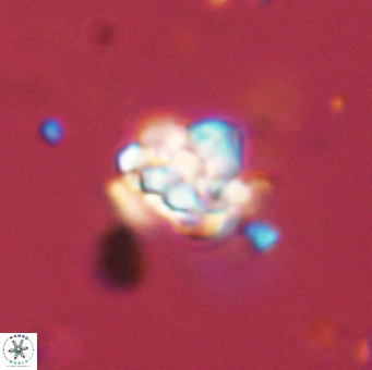 Perideraiolithus ponticus 59118