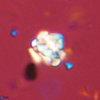 Perideraiolithus ponticus 59119