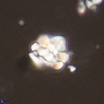 Perideraiolithus ponticus 59110
