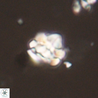 Perideraiolithus ponticus 59110