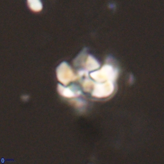 Perideraiolithus ponticus 59111